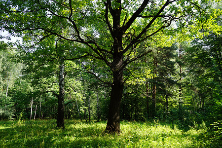 LosinyOstrov公园的桦树和橡树图片