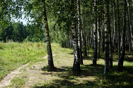 俄罗斯莫科Uzkoe公园的脚和树枝图片