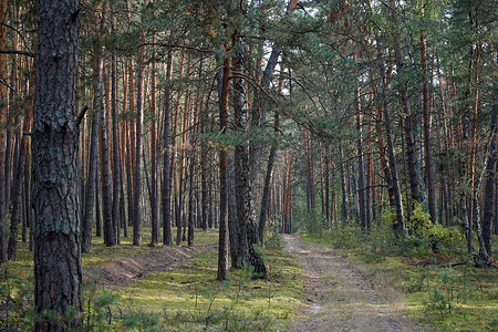 俄罗斯莫科地区森林的足迹图片