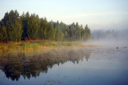 俄罗斯莫科地区早湖上的Birch树图片