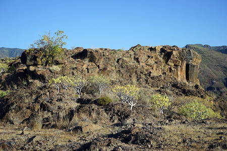 西班牙拉戈梅岛的岩石和树木图片