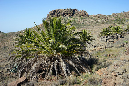 西班牙拉戈梅岛大棕榈树图片