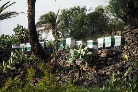 西班牙拉戈梅岛的占地树和棕榈图片