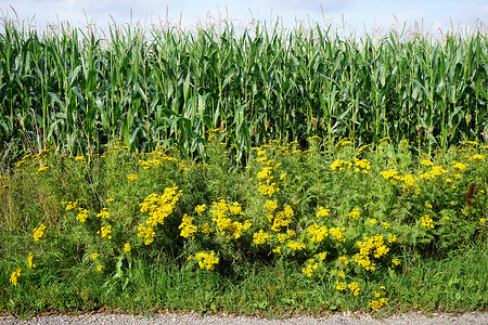 丹麦的玉米田和黄色树叶图片