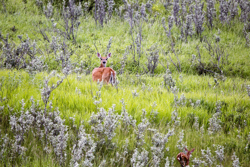 加拿大萨斯喀彻温省野外鹿和图片