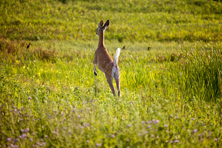 加拿大萨斯喀彻温省野田作物鹿跳跃图片