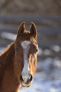 加拿大艾伯塔省冬季的马匹高清图片