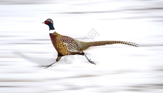 雪地上快速奔跑的锦鸡鸟类高清图片