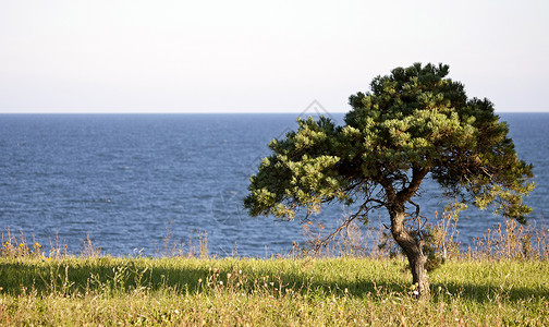 加拿大安大略省伊利湖孤树图片
