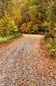 落叶和道路图片