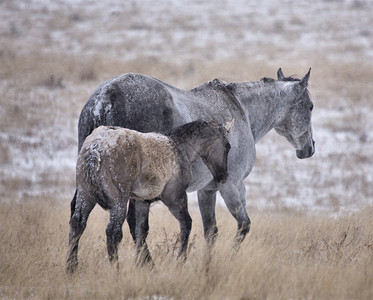 加拿大萨斯喀彻温省艾伯塔冬季的马匹高清图片