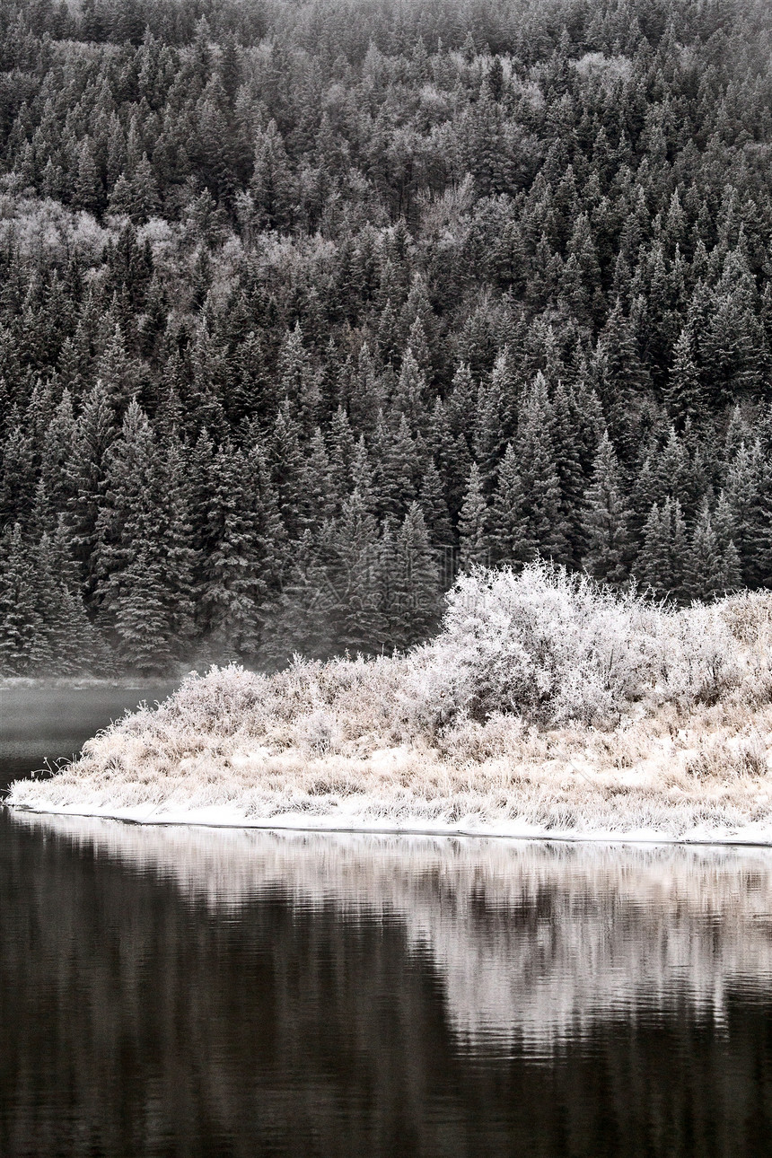 加拿大艾伯塔省冬季Cypress山图片