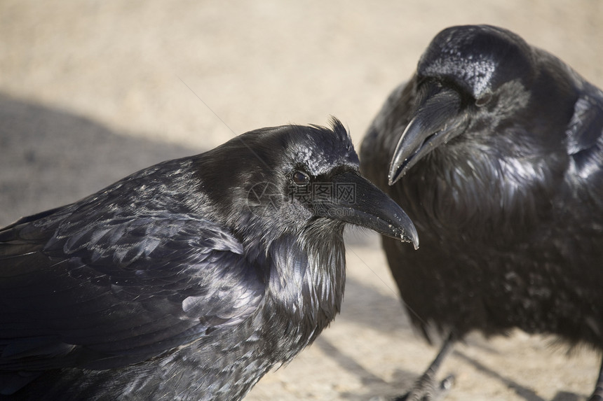 加拿大艾伯塔省雪中拉文乌鸦RavenCrow图片