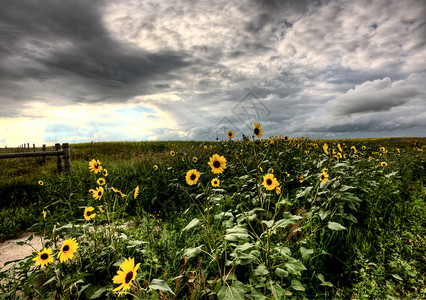 萨斯喀彻温风暴云和黄色路边鲜花图片