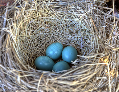 近视图古旧拖拉机里的鸟巢有野生蓝色鸟蛋背景图片
