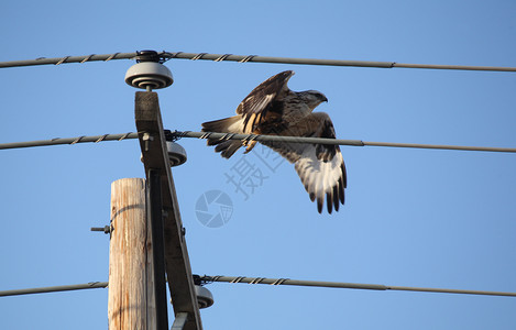 从电线杆飞来的老鹰图片