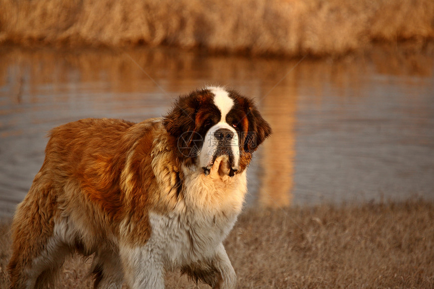 萨斯喀彻温池塘附近的大圣伯纳德狗图片