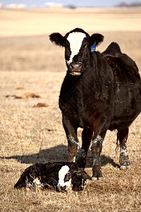 新出生的牛护养图片