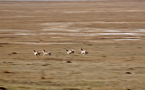横跨草原奔跑的兽群图片