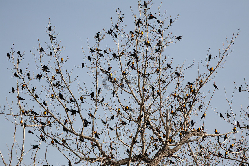 树上有许多黑鸟图片