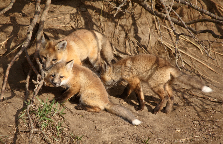 三只红狐小狗在洞穴图片
