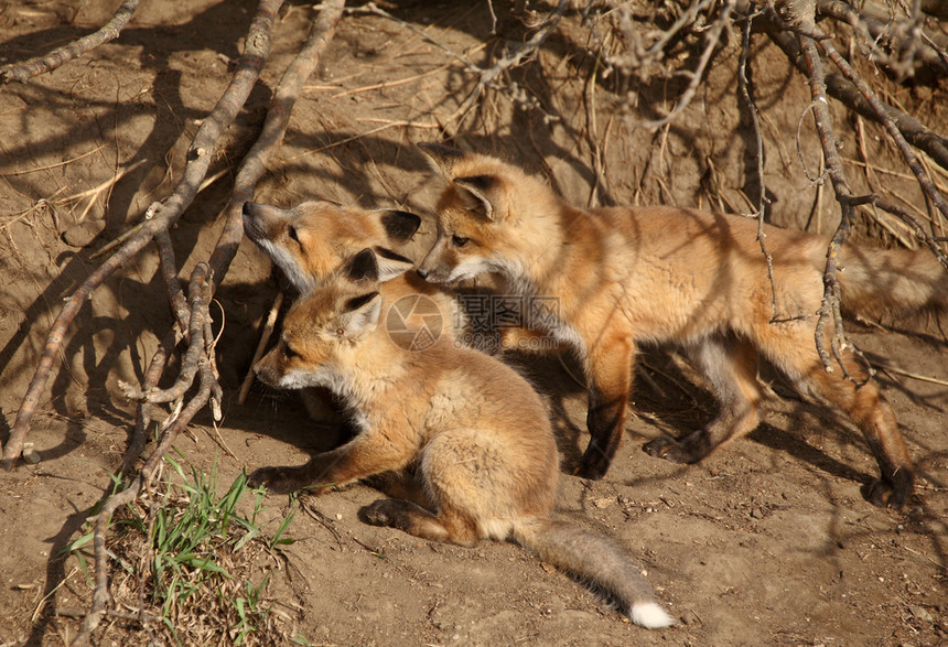 三只红狐小狗在洞穴图片