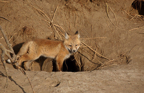 红狐狸在洞穴外的小狗高清图片
