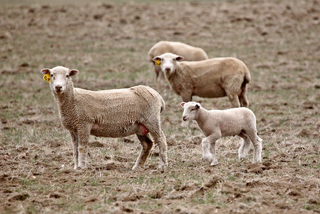 在萨斯喀彻温牧场的一只羊羔和三母图片