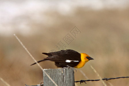 黄头黑鸟围在栏哨所上图片