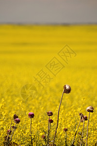 Canola字段边缘的圆柱形图片