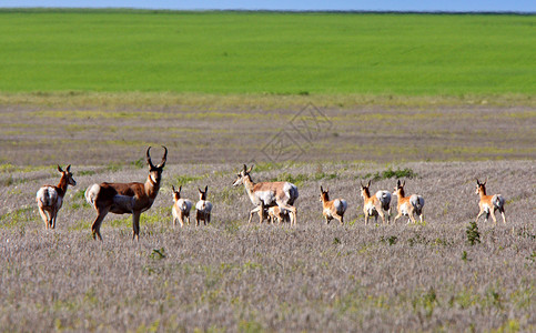 萨斯喀彻温地区的叉角羚羊群图片