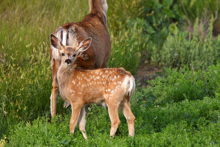 骡鹿小鹿和母鹿图片
