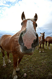萨斯喀彻温牧场中的灰色马匹高清图片
