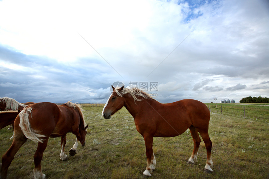 萨斯喀彻温牧场中的灰色马匹图片