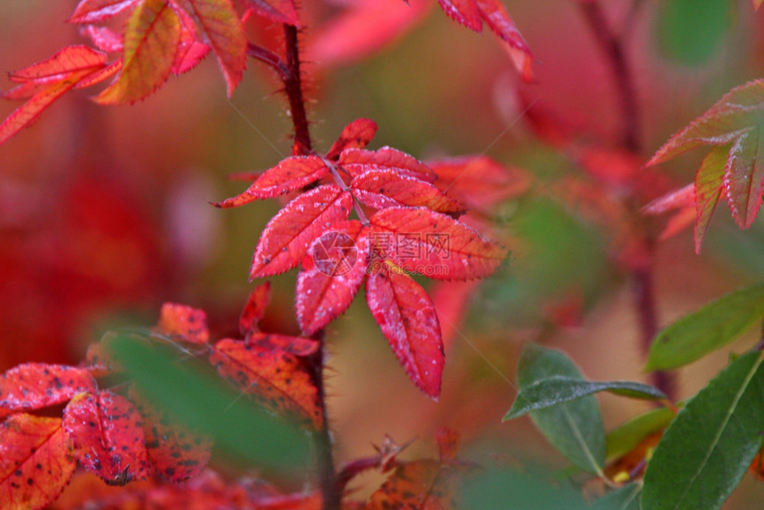 秋天植物多彩的叶子图片