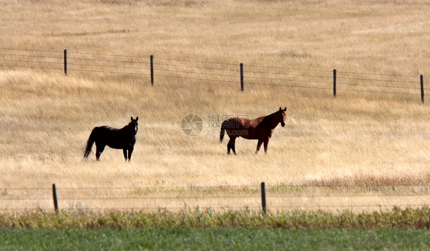 两匹马在牧场里图片