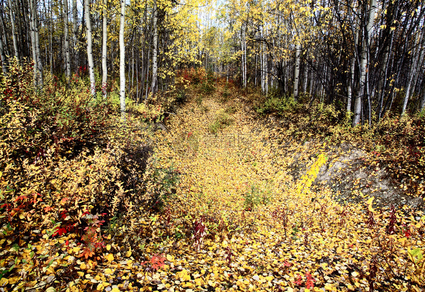 不列颠哥伦比亚省北部森林的秋色图片