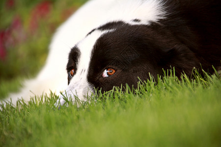 狗在草地上看着摄影师背景图片