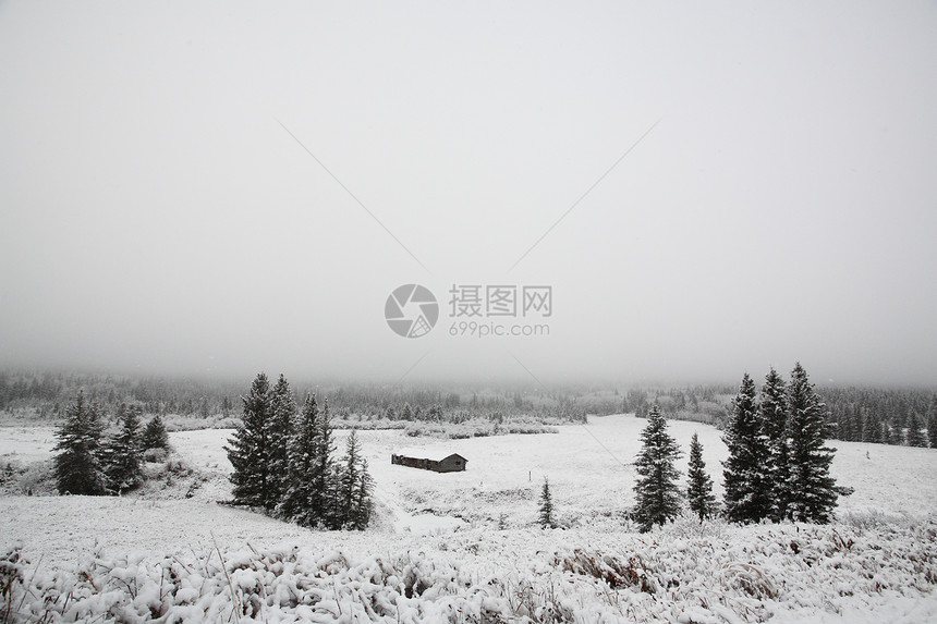 Cypress山大雪和冰雾图片
