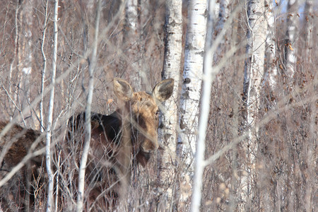 加拿大冬季的驼鹿图片