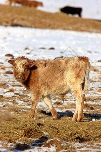 加拿大冬季牛群背景图片
