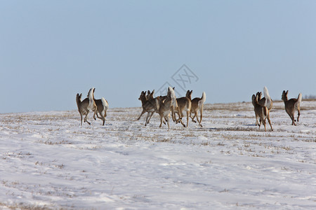 加拿大冬季鹿背景图片