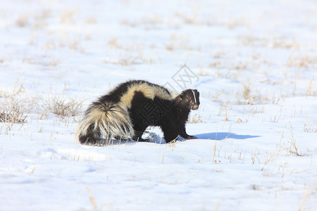 加拿大冬季臭鼬图片