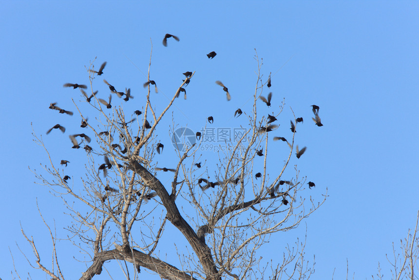 加拿大树上的黑鸟图片