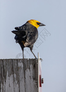 加拿大邮报上的黄头黑鸟图片