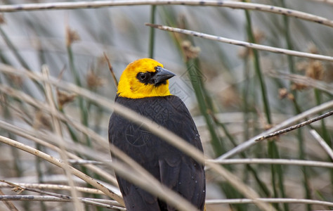 加拿大萨斯喀彻温沼泽地的黄头黑鸟图片