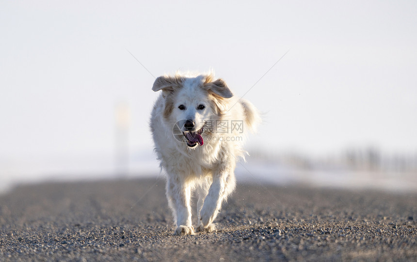跑在萨斯喀彻温农村沙砾路上的狗图片