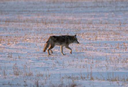 冬天草原上觅食的土狼高清图片
