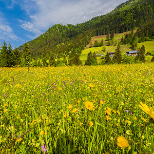 奥地利风景以绿山为背图片