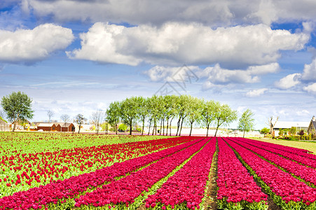 Nethrlands的露天郁金香花田荷兰种植郁金香的温室图片